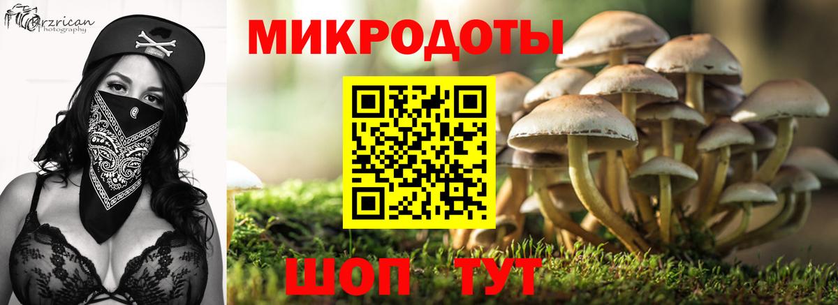 Псилоцибиновые грибы Psilocybe Кохма